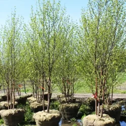 Renaissance Oasis® Birch -The Tree Center Store Renaissance Oasis Birch 2 copy jpg webp