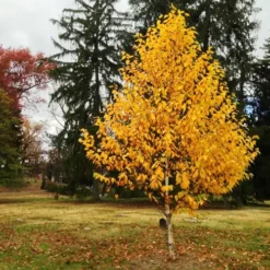 Renaissance Oasis® Birch -The Tree Center Store Renaissance Oasis Birch 3 copy jpg webp