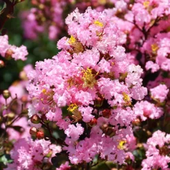 Rhapsody In Pink® Crape Myrtle