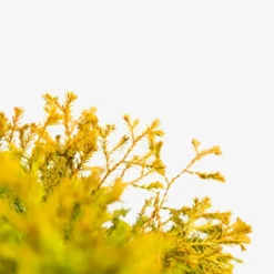 Rheingold Arborvitae -The Tree Center Store Rheingold Arborvitae 5G 04 copy jpg 600x600 1