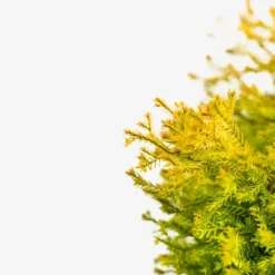 Rheingold Arborvitae -The Tree Center Store Rheingold Arborvitae 5G 05 copy jpg 600x600 1