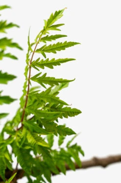 Rhus Tiger Eyes Sumac