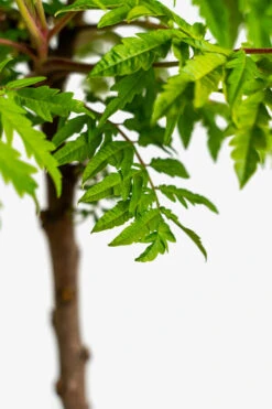 Rhus Tiger Eyes Sumac -The Tree Center Store Rhus Tiger Eyes Sumac 5G 06 600x900 1