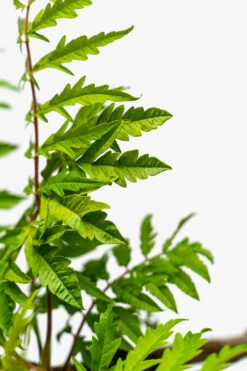 Rhus Tiger Eyes Sumac -The Tree Center Store Rhus Tiger Eyes Sumac 5G 07 600x900 1