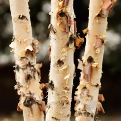 River Birch Tree 6 River Birch Tree -The Tree Center Store River Birch Tree 2 copy 600x600 1