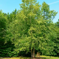 River Birch Tree 7 River Birch Tree -The Tree Center Store River Birch Tree 4 copy 600x600 1