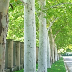 Rockford Road™ Planetree