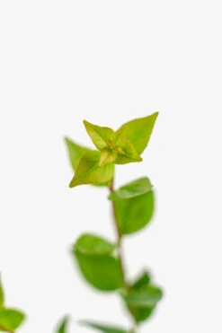 Rose Creek Abelia -The Tree Center Store Rose Creek Abelia 3G 04 copy 600x900 1