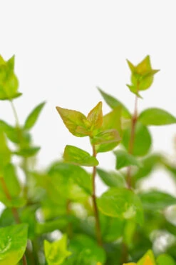 Rose Creek Abelia -The Tree Center Store Rose Creek Abelia 3G 06 copy 600x900 1