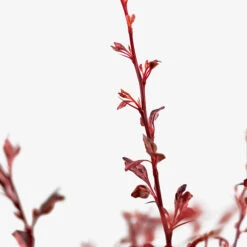 Rose Glow Barberry 9 Rose Glow Barberry -The Tree Center Store Rose Glow Barberry 3G 02 copy 600x600 1