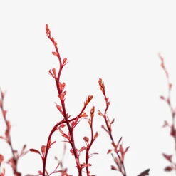 Rose Glow Barberry 7 Rose Glow Barberry -The Tree Center Store Rose Glow Barberry 3G 03 copy 600x600 1