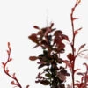 Rose Glow Barberry