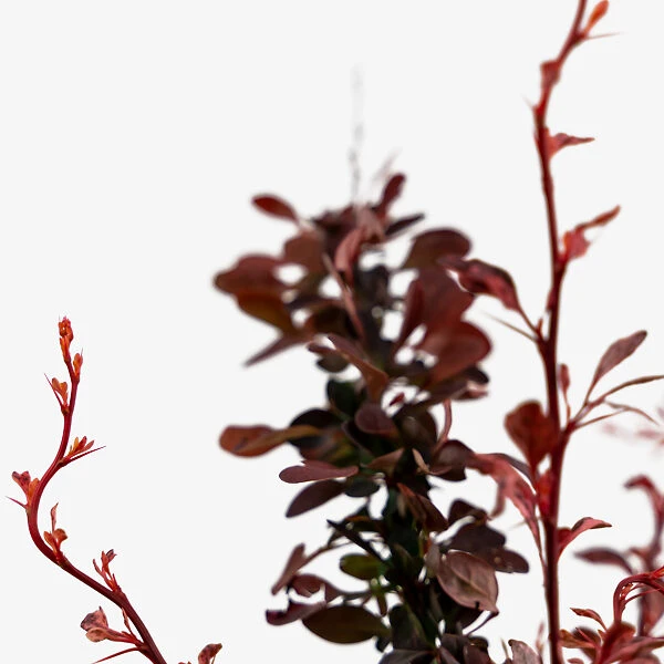 Rose Glow Barberry 1 Rose Glow Barberry