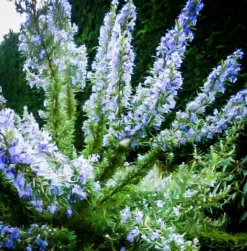 Tuscan Blue Rosemary 7 Tuscan Blue Rosemary -The Tree Center Store Rosemary Tuscan Blue 03 jpg webp