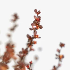 Rosy Rocket Barberry -The Tree Center Store Rosy Rocket Barberry 3G 02 copy 2 600x600 1