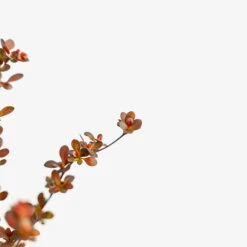 Rosy Rocket Barberry -The Tree Center Store Rosy Rocket Barberry 3G 04 copy 2 600x600 1