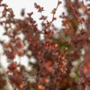 Rosy Rocket Barberry