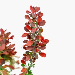 Royal Burgundy Barberry -The Tree Center Store Royal Burgundy Barberry 3G 04 copy 2 600x600 1