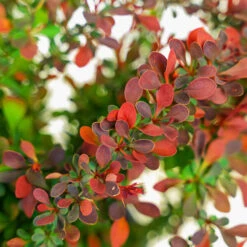Royal Burgundy Barberry -The Tree Center Store Royal Burgundy Barberry 3G 05 copy 2 600x600 1