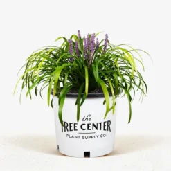 Royal Purple Liriope -The Tree Center Store Royal Purple Liriope 1G 01 jpg 600x600 1