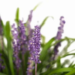 Royal Purple Liriope -The Tree Center Store Royal Purple Liriope 1G 02 600x600 1