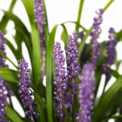 Royal Purple Liriope -The Tree Center Store Royal Purple Liriope 1G 03 600x600 1