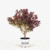 Royal Purple Smoke Tree