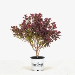 Royal Purple Smoke Tree