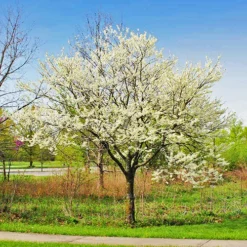 Royal White Redbud -The Tree Center Store Royal White Redbud 1 copy jpg