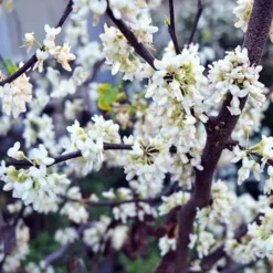 Royal White Redbud -The Tree Center Store Royal White Redbud 2 copy jpg webp