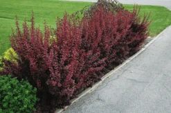 Ruby Carousel® Barberry -The Tree Center Store Ruby Carousel® Barberry 2 600x399 1