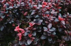 Ruby Carousel® Barberry -The Tree Center Store Ruby Carousel® Barberry 3 600x397 1