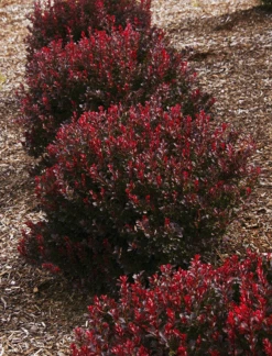 Ruby Carousel® Barberry