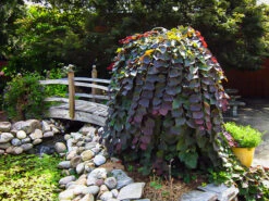 Ruby Falls Weeping Redbud Tree