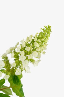 Ruby Slippers Oakleaf Hydrangea 6 Ruby Slippers Oakleaf Hydrangea -The Tree Center Store Ruby Slippers Hydrangea 3G 04 copy 600x900 1