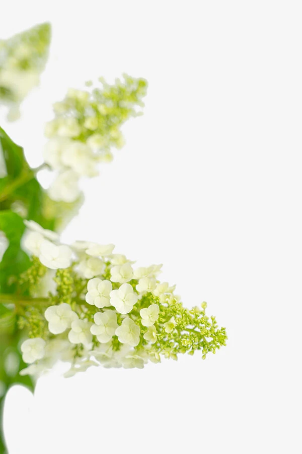 Ruby Slippers Oakleaf Hydrangea 2 Ruby Slippers Oakleaf Hydrangea - Image 2