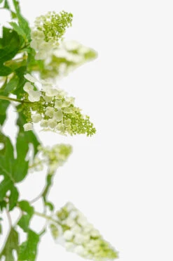 Ruby Slippers Oakleaf Hydrangea