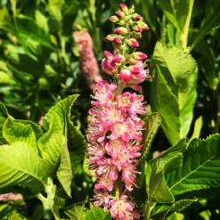 Ruby Spice Summersweet -The Tree Center Store Ruby Spice Summersweet 1.1 copy 600x600 1