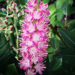 Ruby Spice Summersweet -The Tree Center Store Ruby Spice Summersweet 2 copy 600x600 1