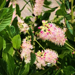 Ruby Spice Summersweet -The Tree Center Store Ruby Spice Summersweet 3 copy 600x600 1