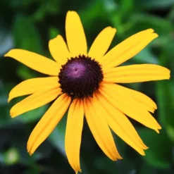 Goldstrum Black-Eyed Susan