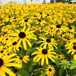 Goldstrum Black-Eyed Susan -The Tree Center Store Rudbeckia Goldsturm Black Eyed Susan 3 copy jpg webp