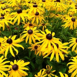 Goldstrum Black-Eyed Susan -The Tree Center Store Rudbeckia Goldsturm Black Eyed Susan 4 copy jpg webp