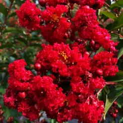 Ruffled Red Magic Crape Myrtle
