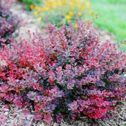 Sunjoy Mini Maroon® Barberry -The Tree Center Store SUNJOY Mini Maroon Barberry 2 copy 600x600 1