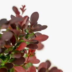 Sunjoy® Mini Salsa Barberry -The Tree Center Store SUNJOY Mini Salsa Barberry 3G 03 copy 2 600x600 1