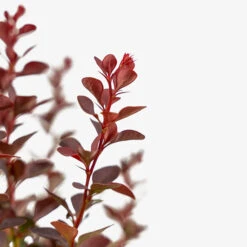 Sunjoy® Mini Salsa Barberry -The Tree Center Store SUNJOY Mini Salsa Barberry 3G 05 copy 2 600x600 1