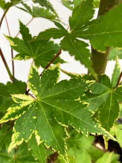 Sagara Nishiki Japanese Maple -The Tree Center Store SagaraNishikiJapaneseMaple 600x800 1