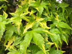 Sagara Nishiki Japanese Maple -The Tree Center Store SagaraNishikiJapaneseMaple2 600x450 1