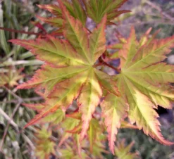 Sagara Nishiki Japanese Maple -The Tree Center Store SagaraNishikiJapaneseMaple4 600x550 1